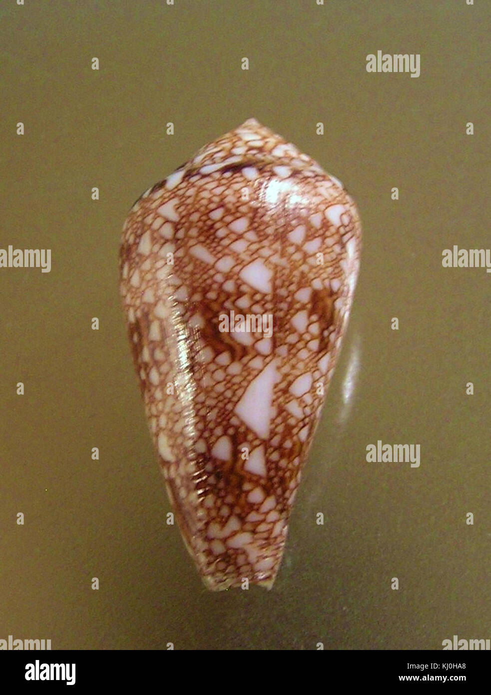 Conus dalli 002 Stock Photo - Alamy