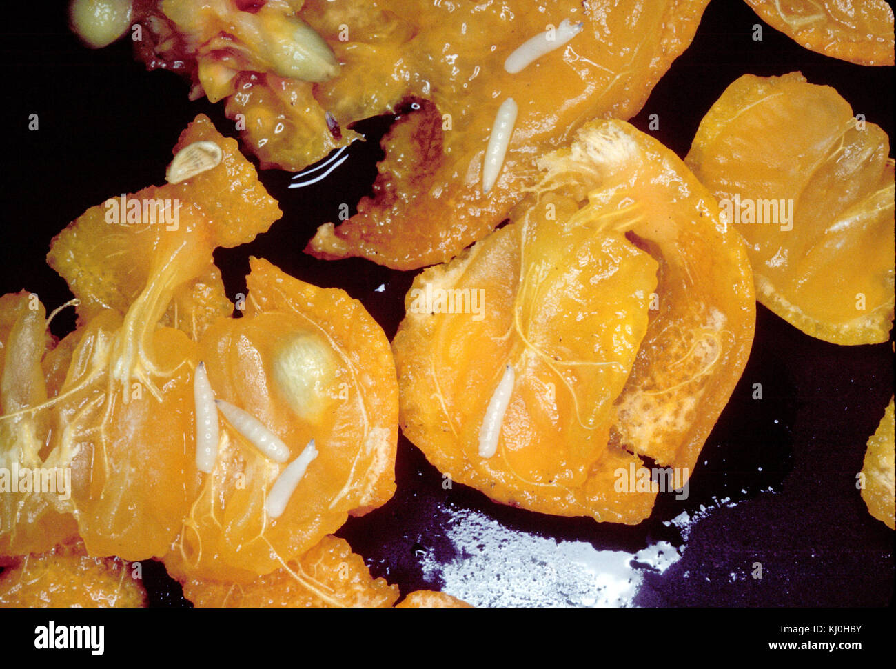 Caribbean fruit fly larvae on fruit Stock Photo Alamy