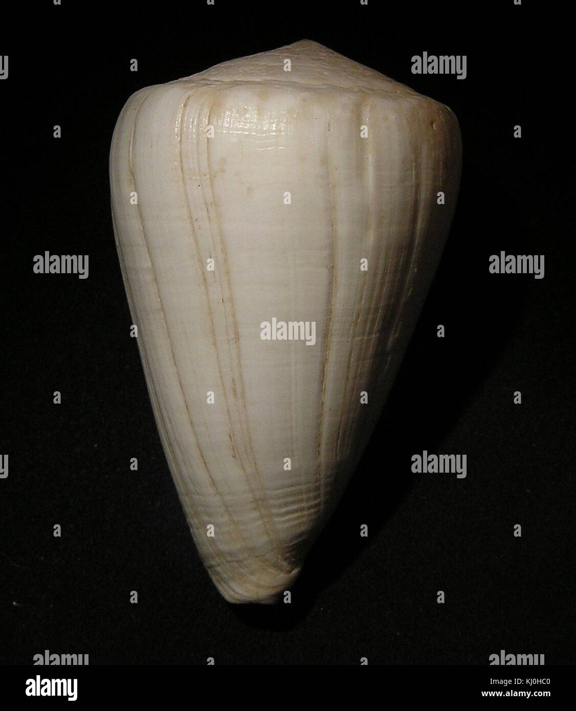 Conus fergusoni 001 Stock Photo Alamy