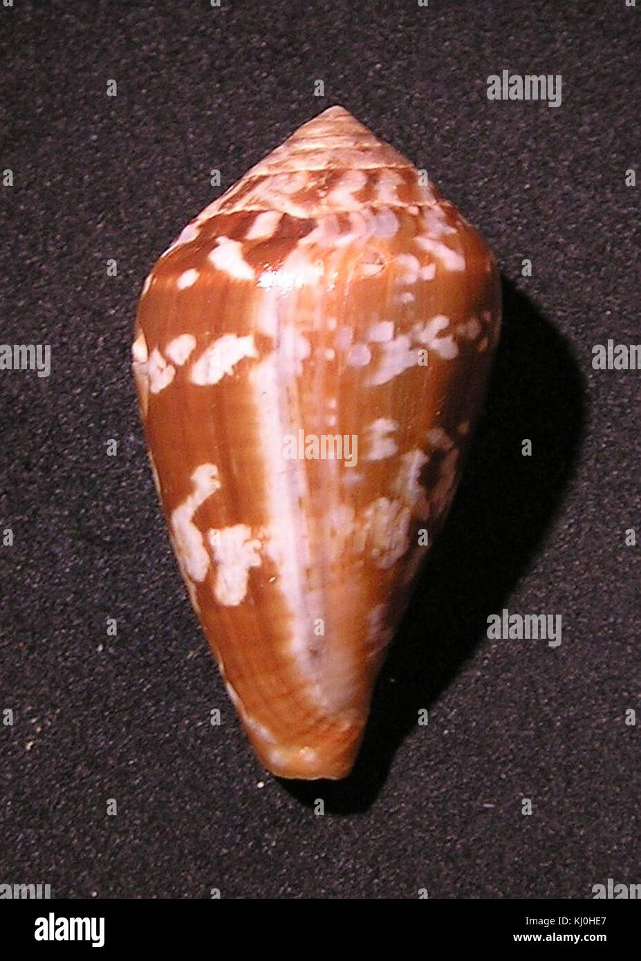 Conus guinaicus 005 Stock Photo Alamy