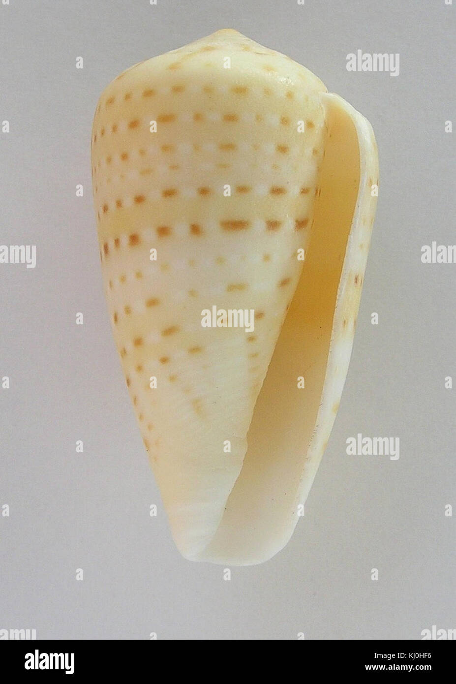 Conus infrenatus 001 Stock Photo Alamy
