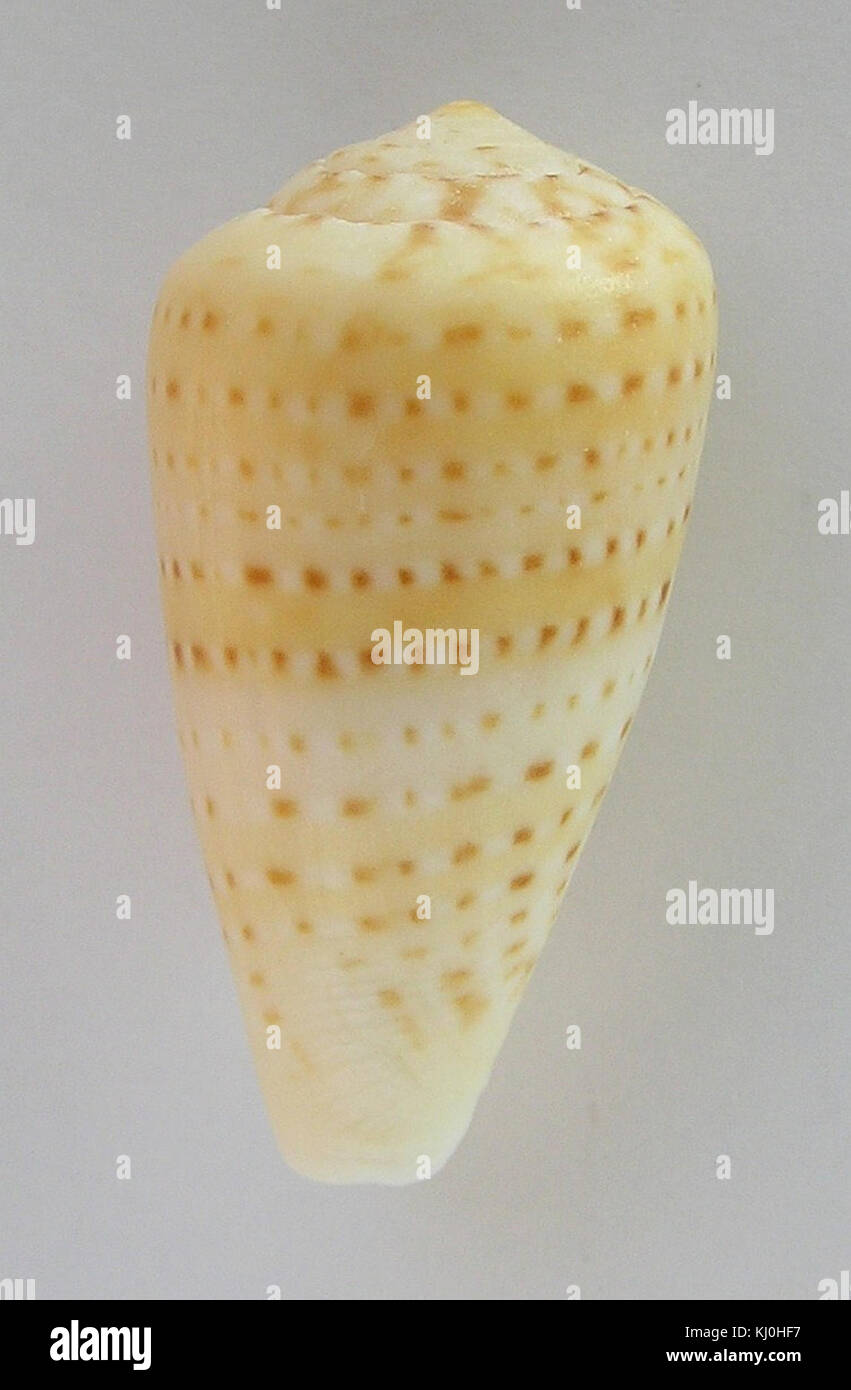 Conus infrenatus 002 Stock Photo Alamy