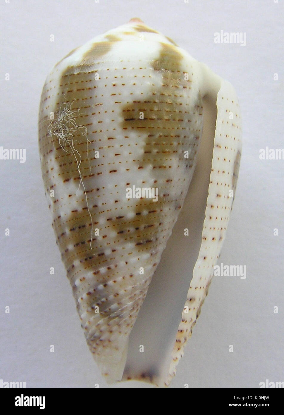 Conus catus 004 Stock Photo Alamy