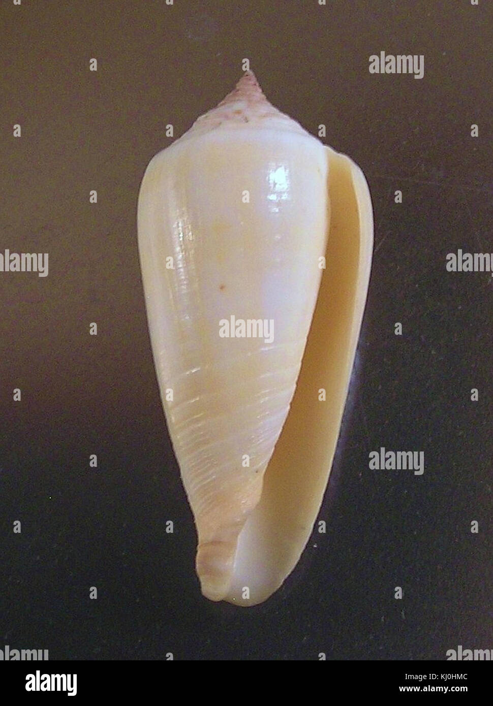 Conus ochroleucus tmetus 001 Stock Photo - Alamy