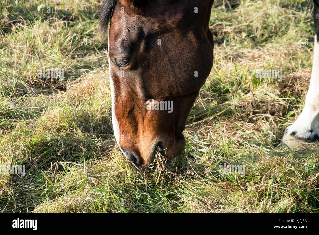 Horse with head down eating grass Stock Photo Alamy