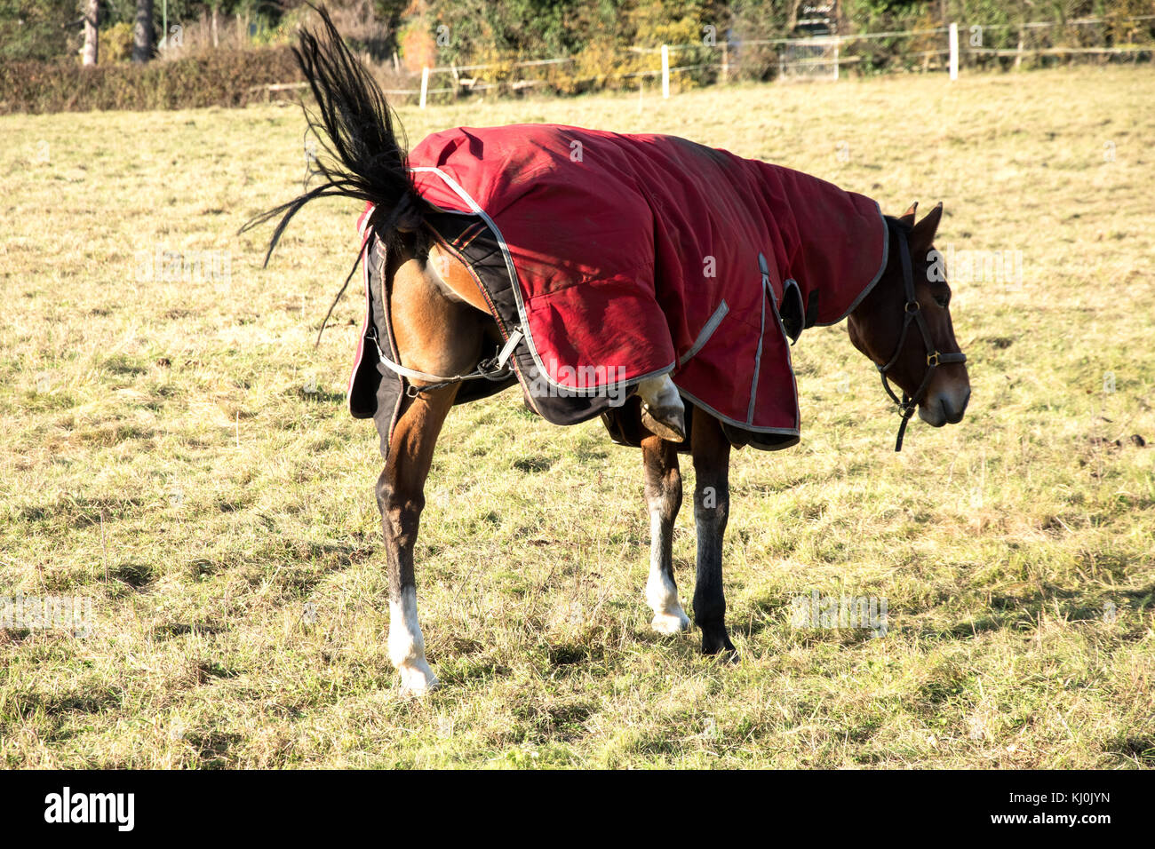 Horse kicking no people hires stock photography and images Alamy