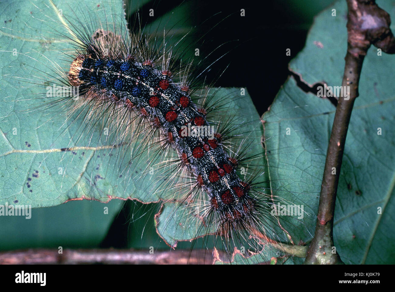 Gypsy moth damage hi-res stock photography and images - Alamy
