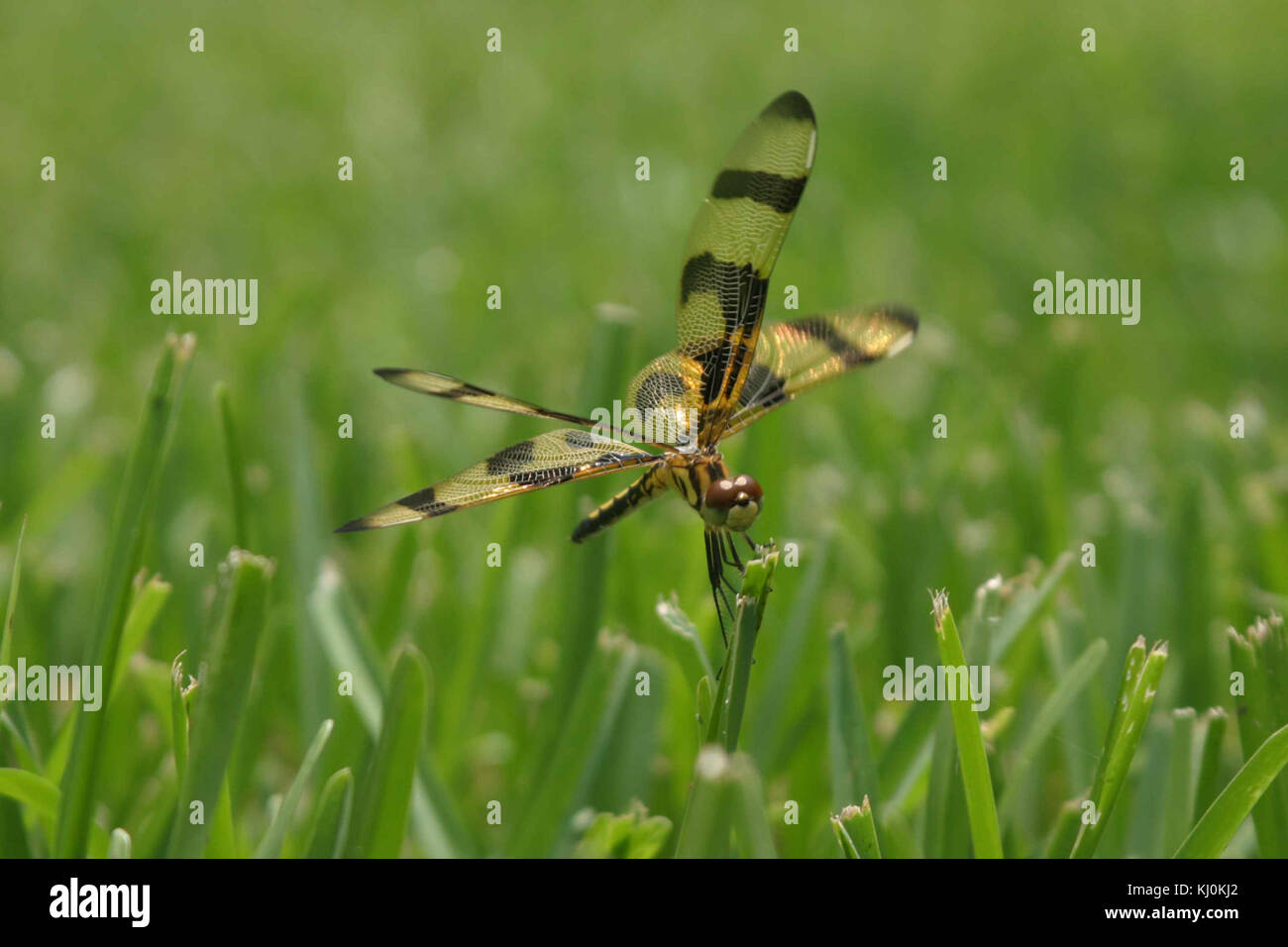 Halloween pennant dragonfly lands on blade of grass Stock Photo - Alamy