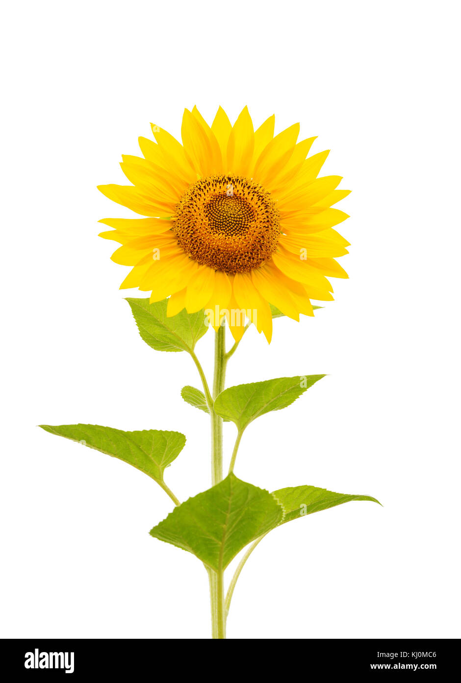 flower of sunflower isolated on white Stock Photo - Alamy