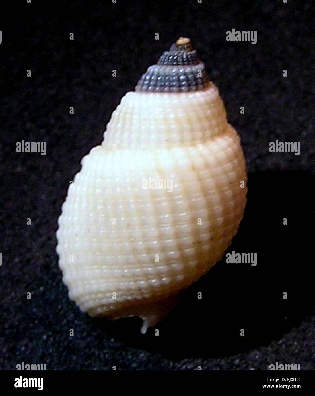 Burrowing snail hi-res stock photography and images - Alamy