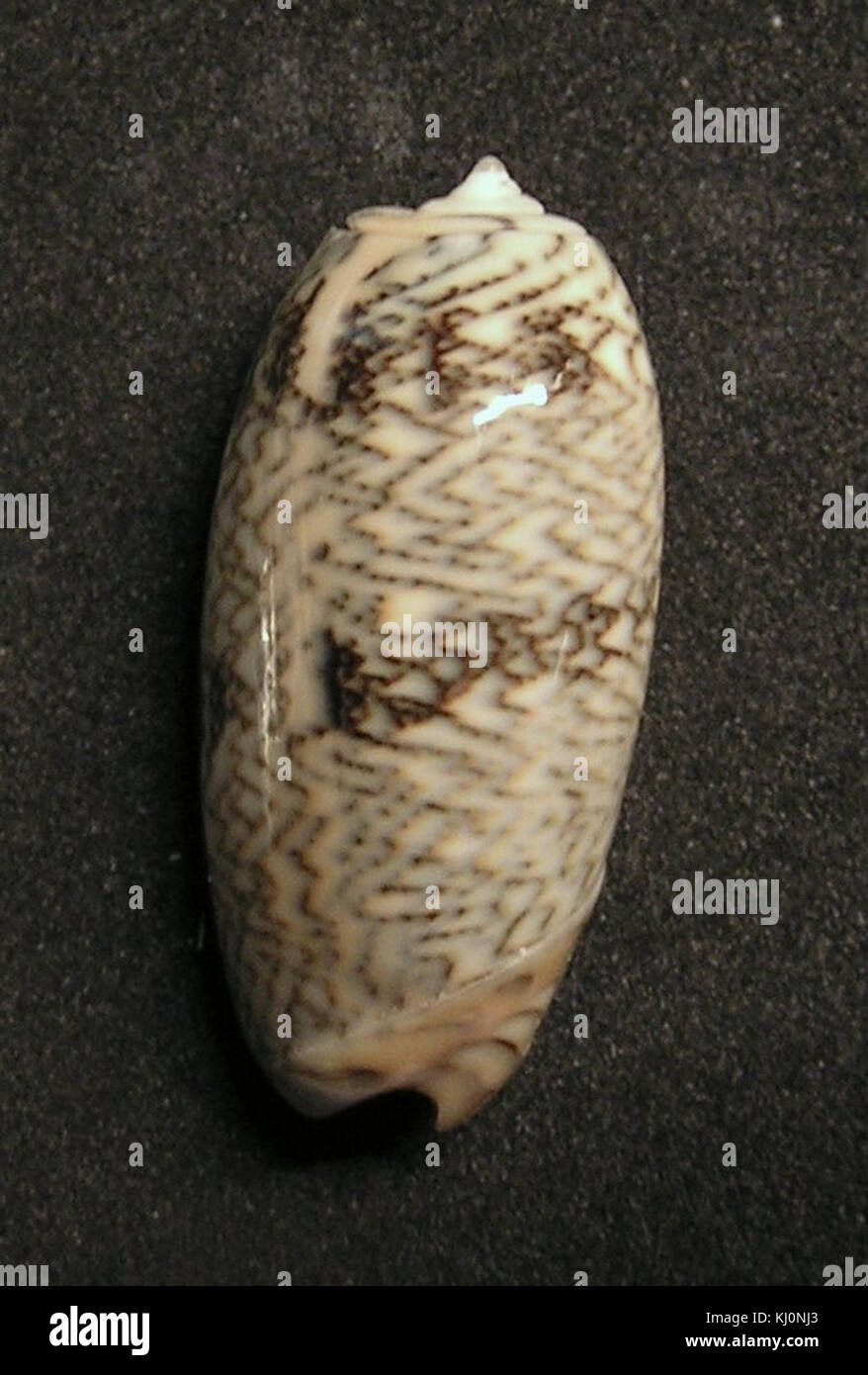 Oliva elegans zigzag 002 Stock Photo - Alamy