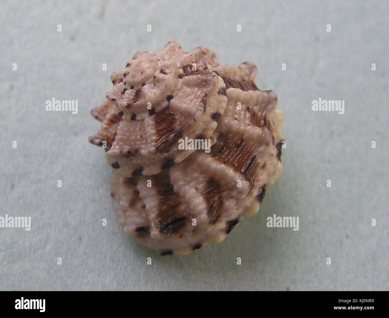 Rubritrochus declivis 002 Stock Photo