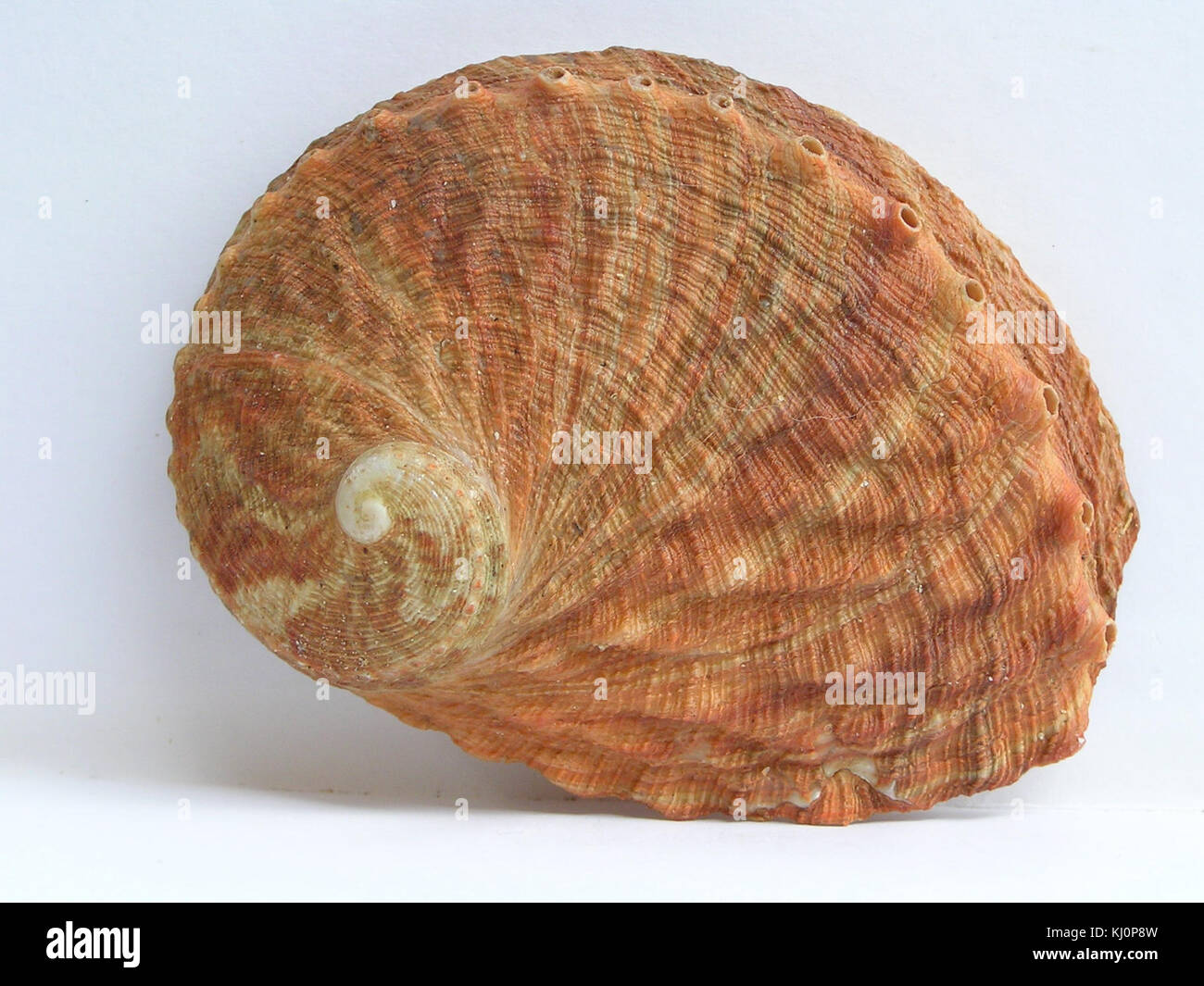 Haliotis rubra 001 Stock Photo Alamy
