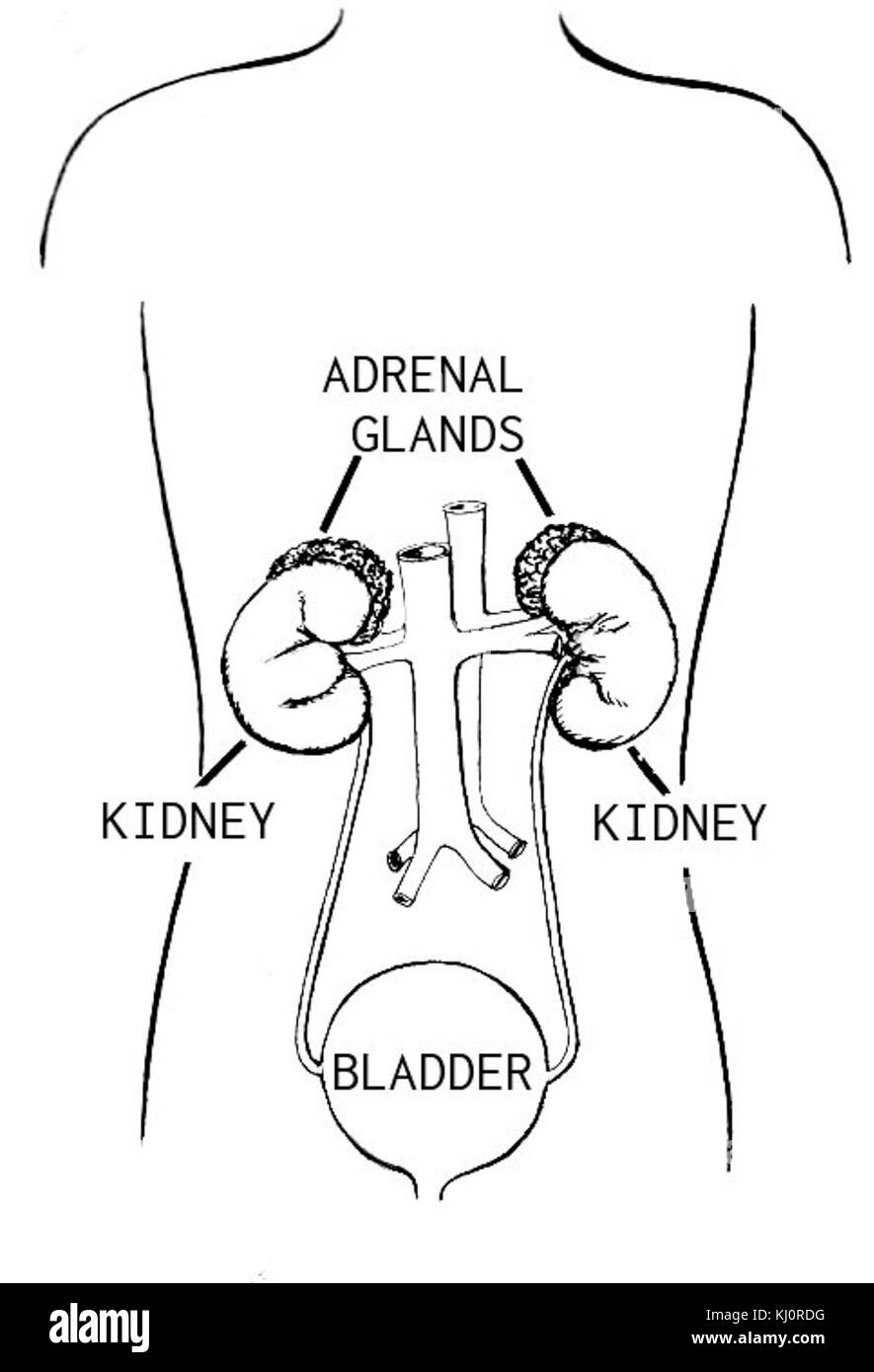 The adrenal gland, shown in this detailed illustration, is an essential part of the human endocrine system. It produces hormones like adrenaline and cortisol, which regulate various bodily functions. Stock Photo