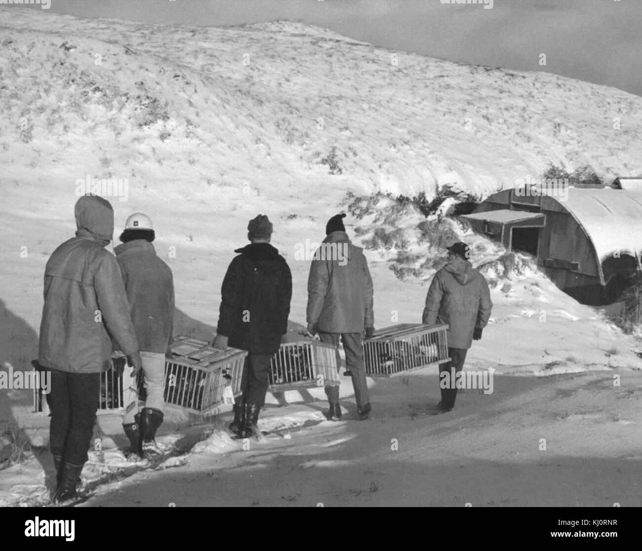 Amchitka island goose release Stock Photo