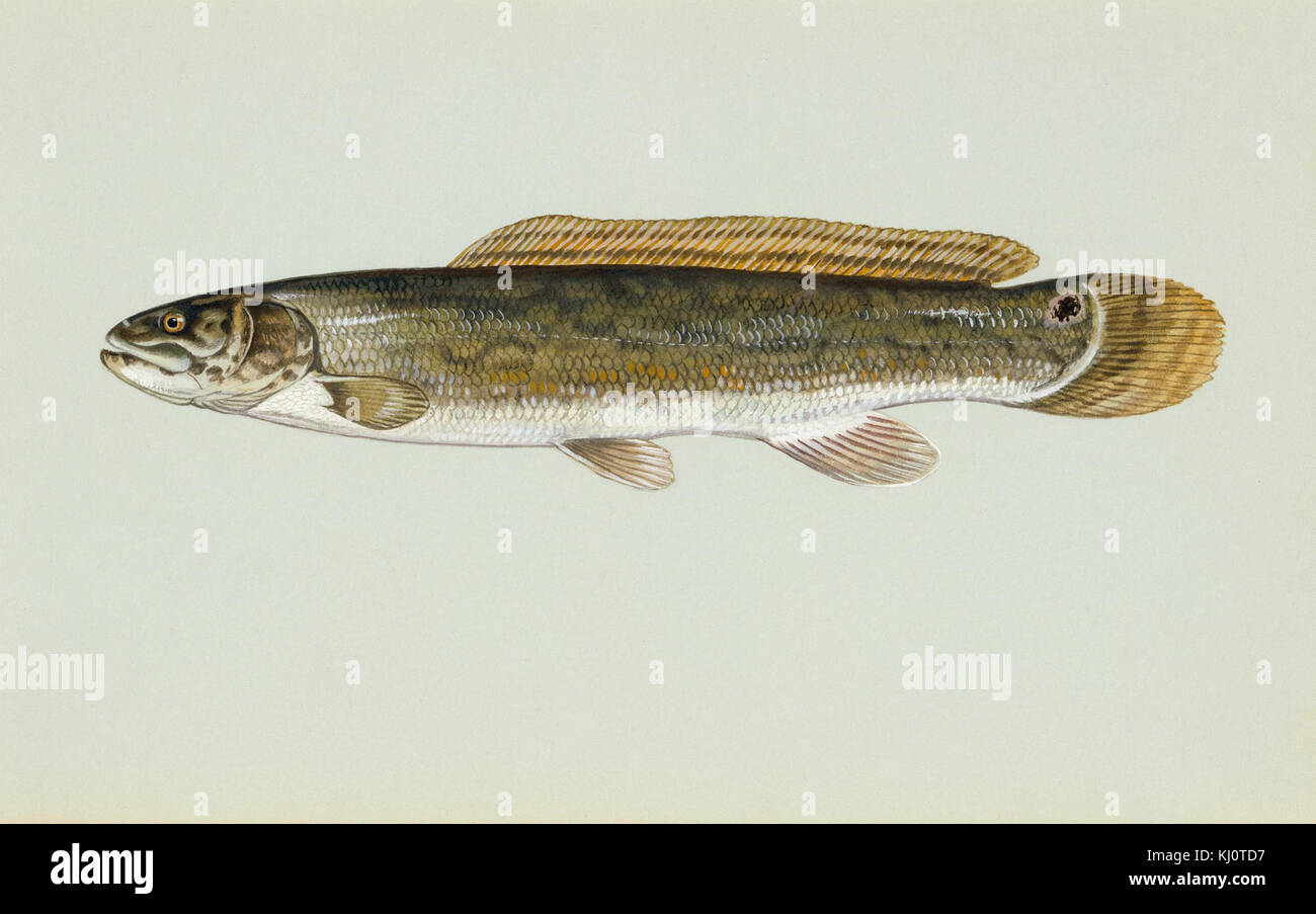 европейский сом silurus glanis. илистый прыгун аквариумный. вид обыкновенная щука - esox lucius. рыба сомик речной. илистая рыба.