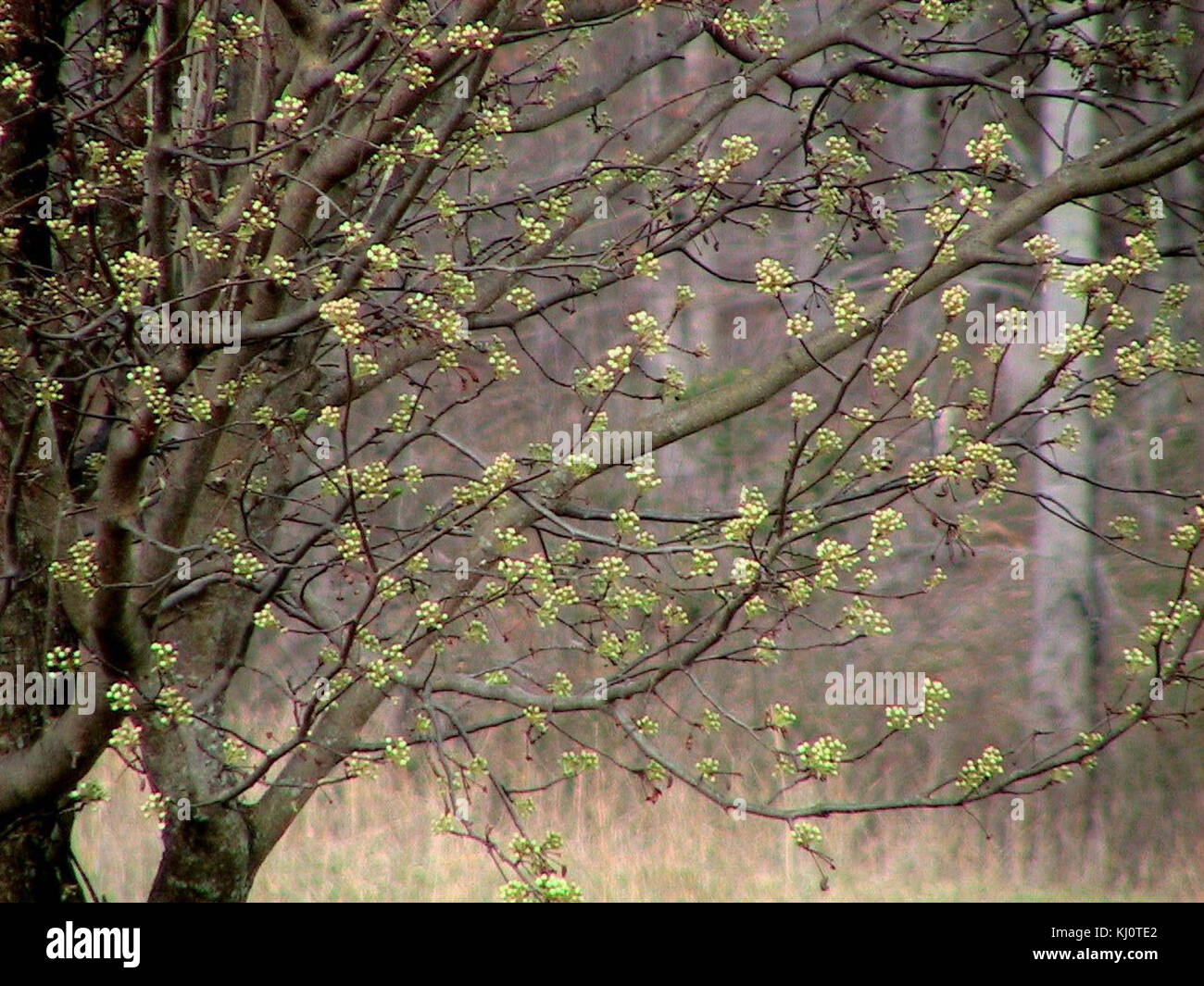 Bradford pear buds flower Stock Photo - Alamy