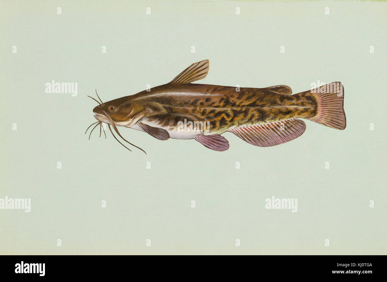 Brown bullhead fish ameiurus nebulosus Stock Photo
