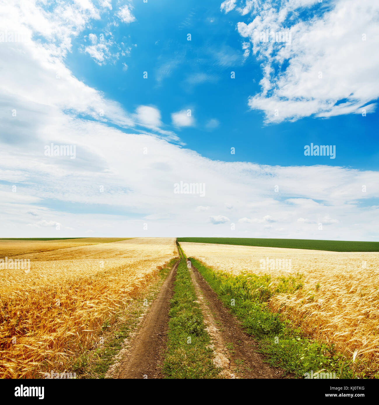 road in golden field and blue sky with clouds over it Stock Photo - Alamy