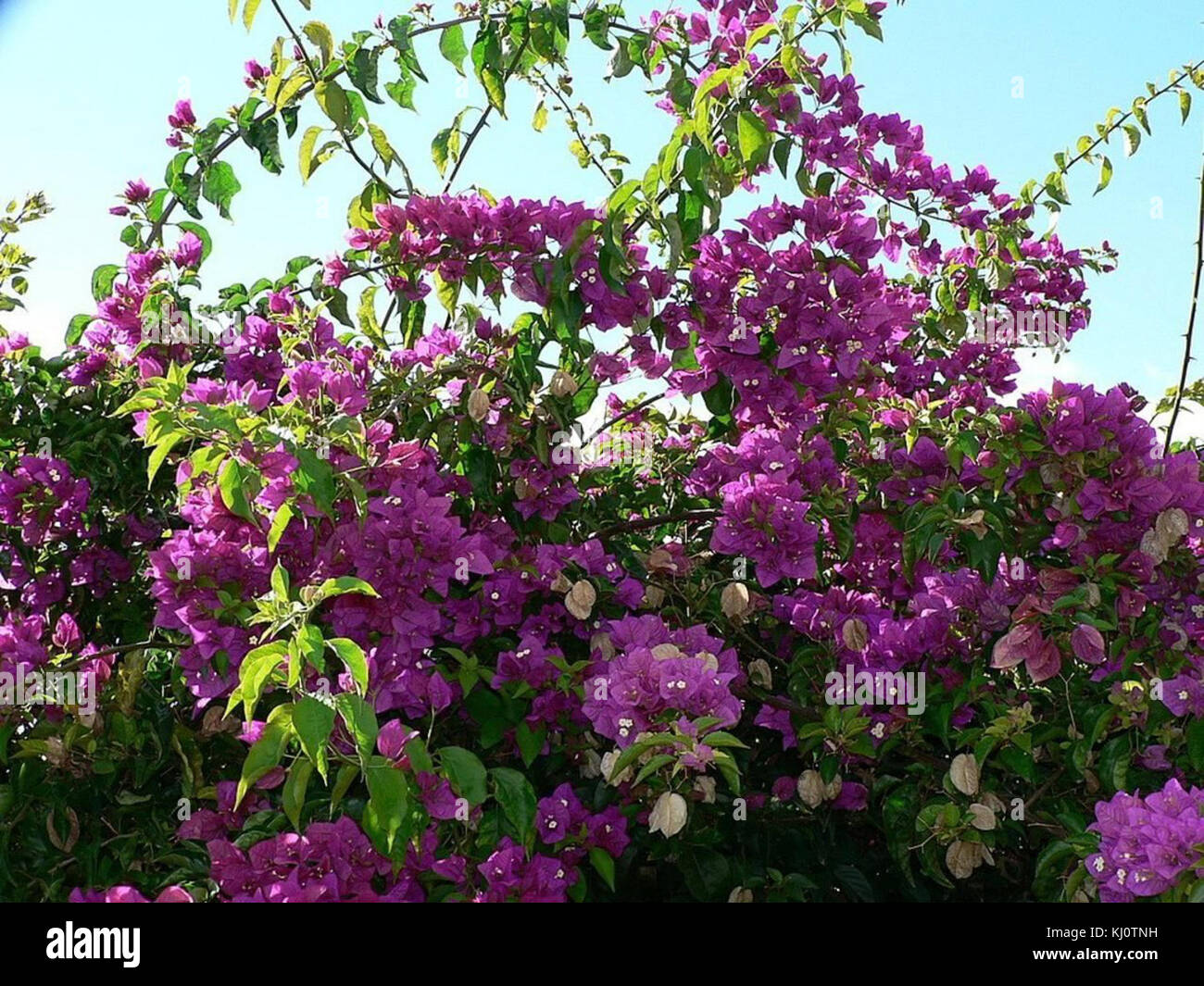 Bush with purple flowers Stock Photo Alamy