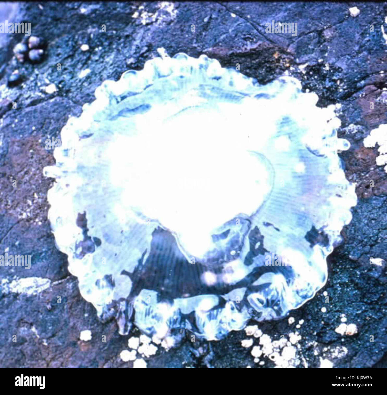 Jellyfish on rocks Stock Photo Alamy