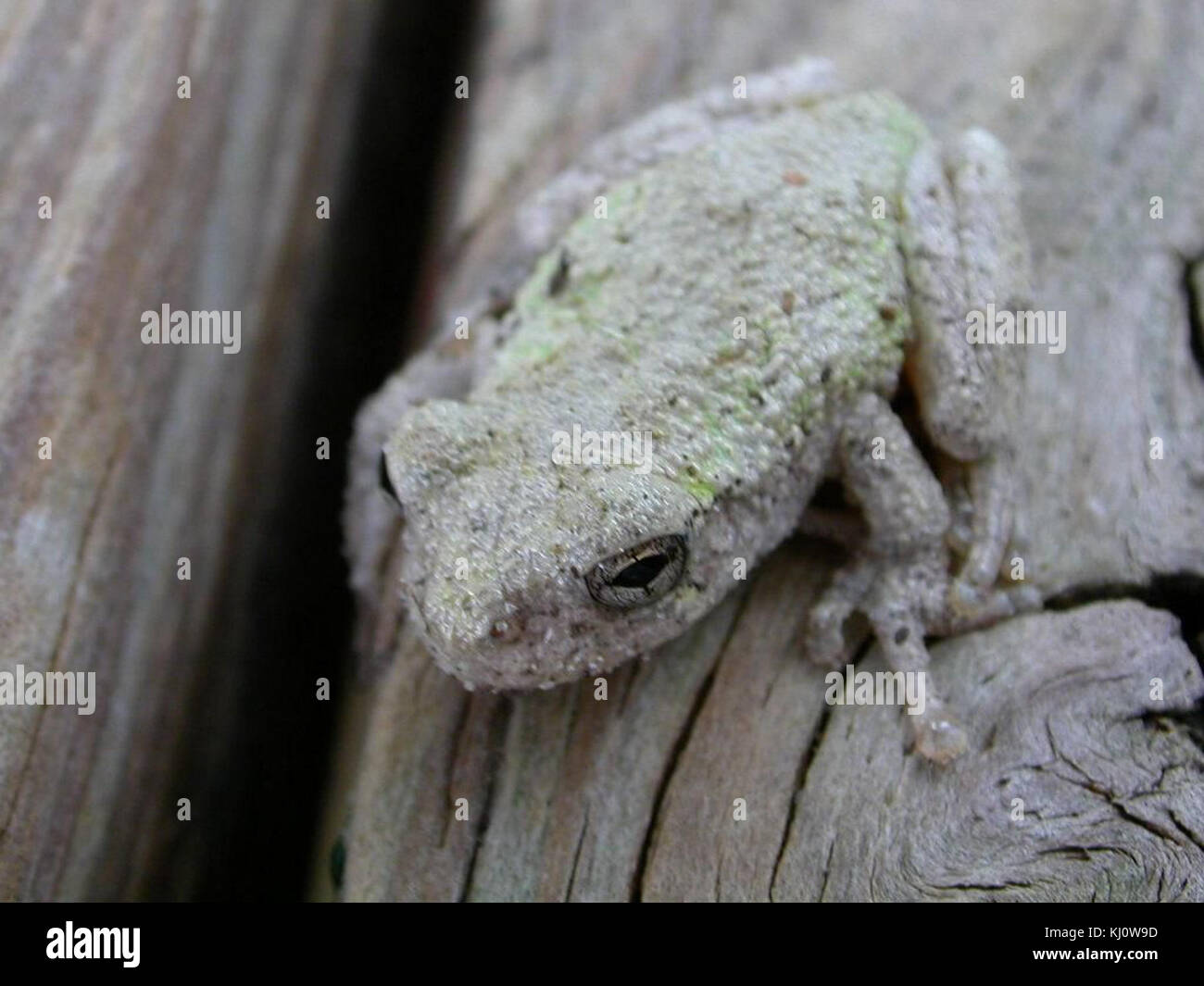 Closeup picture of a tree frog Stock Photo - Alamy