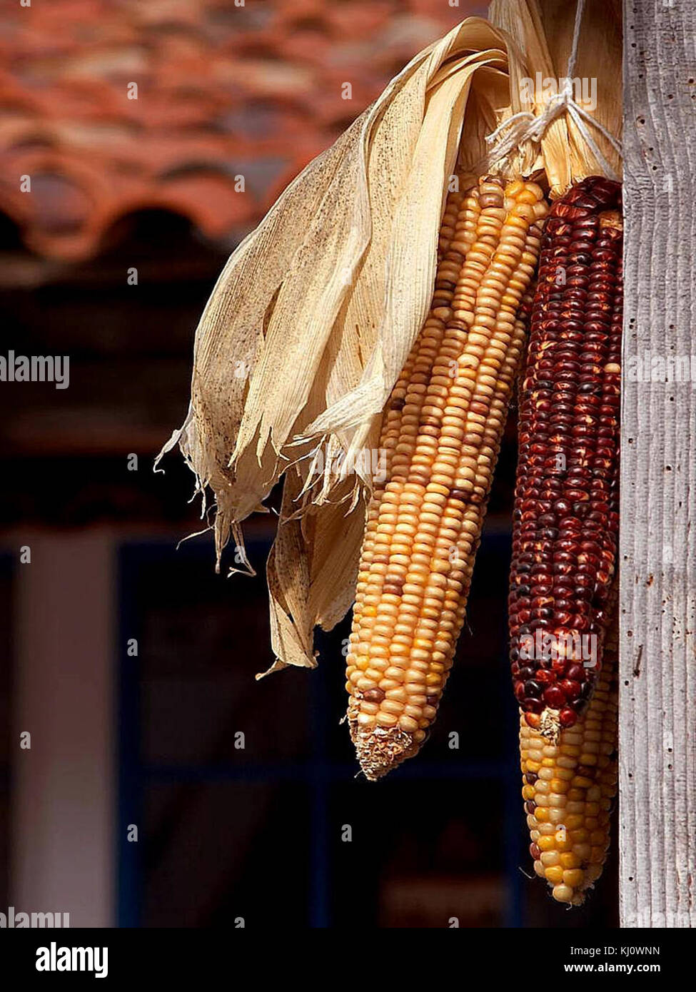 кукуруза сушеная в зернах. гмо кукуруза. кукуруза сушеная. семена кукурузы. вяленая кукуруза.