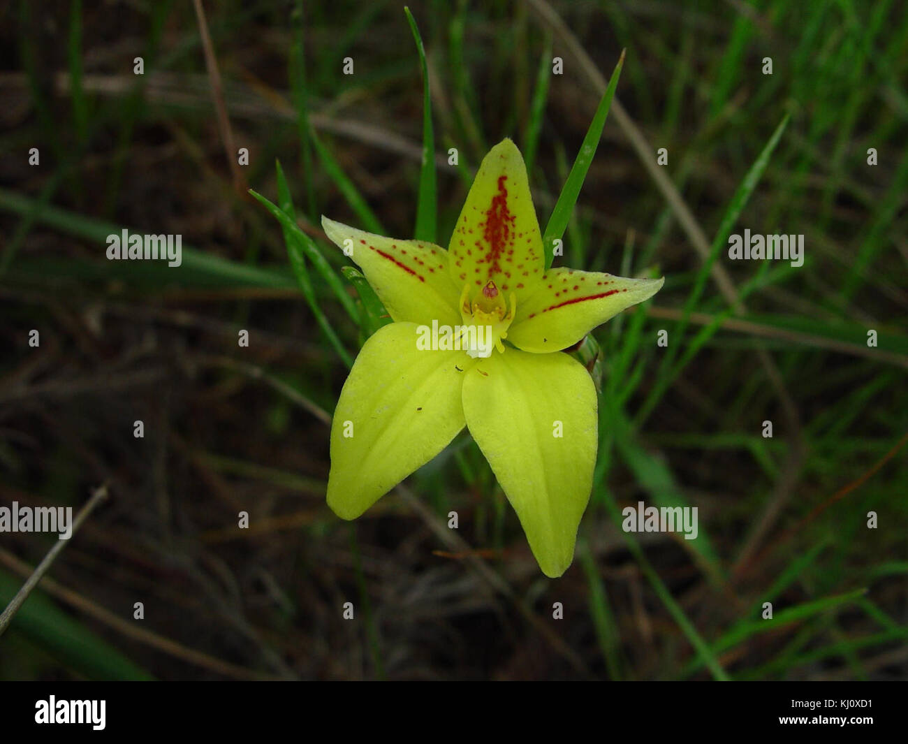 Flower yellow stock photo Stock Photo Alamy