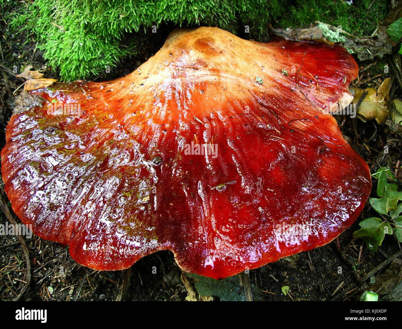 Гриб печеночница (Fistulina hepatica),