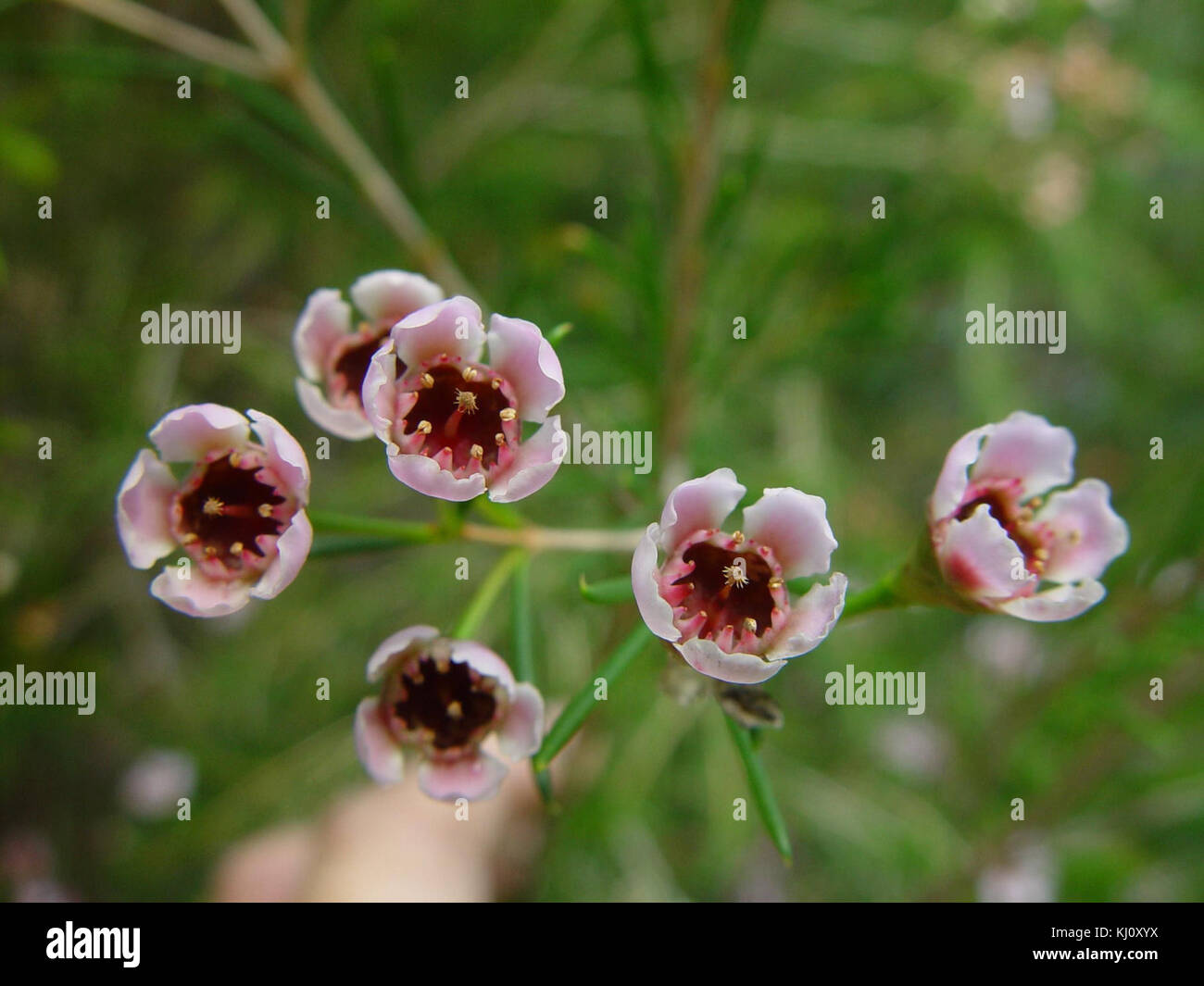 Geraldton wax opening Stock Photo Alamy