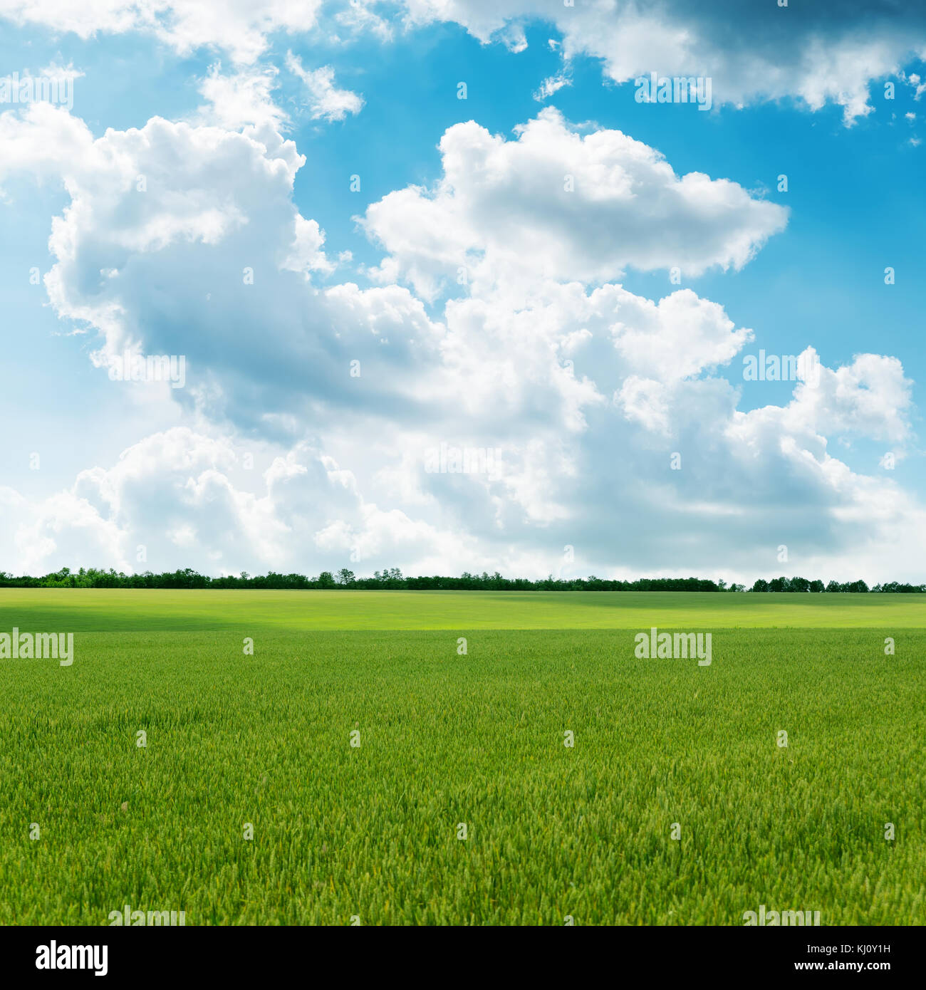 agricultural green field and cloudy sky Stock Photo - Alamy