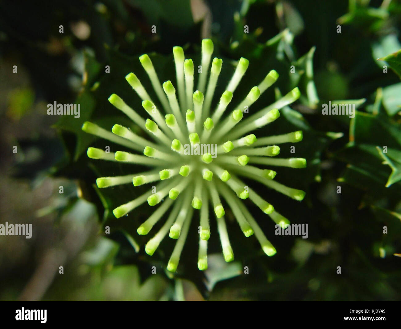 Green native flower Stock Photo Alamy