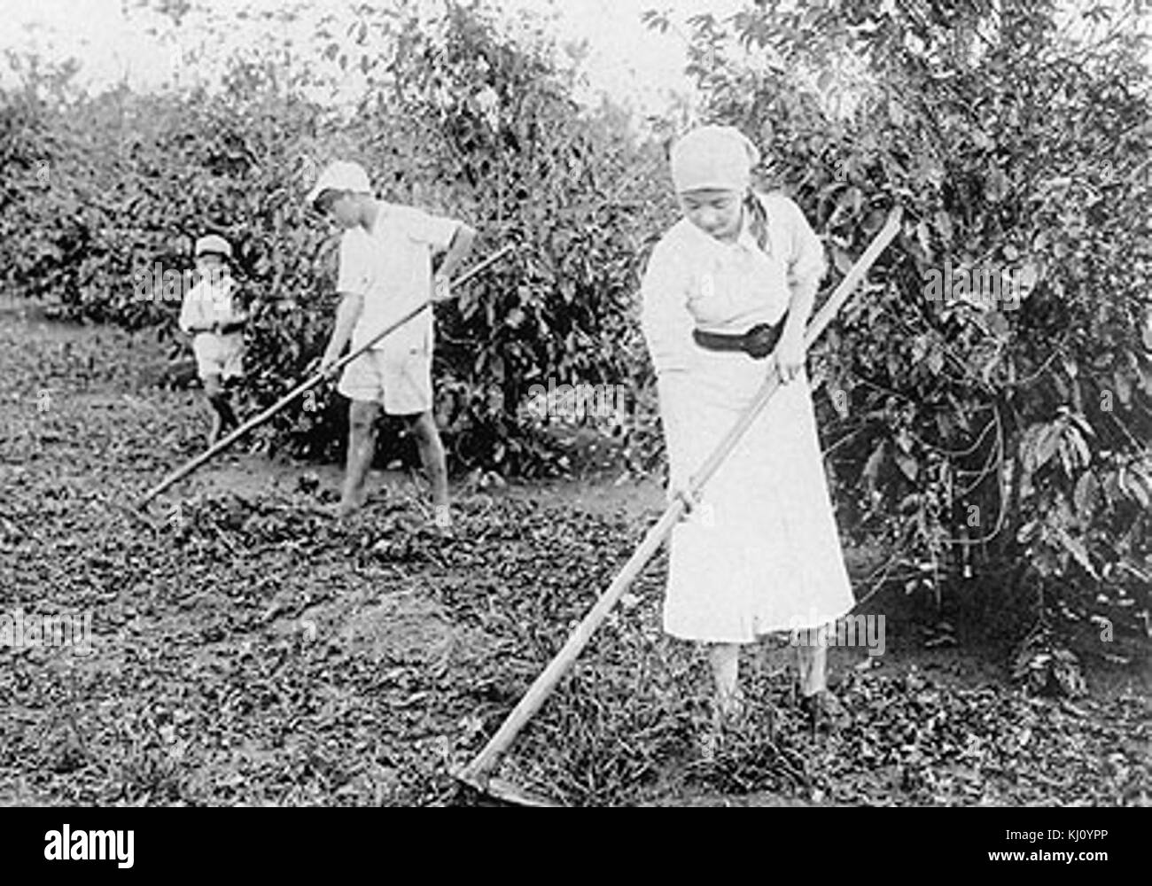 Vintage plantation workers hires stock photography and images Alamy