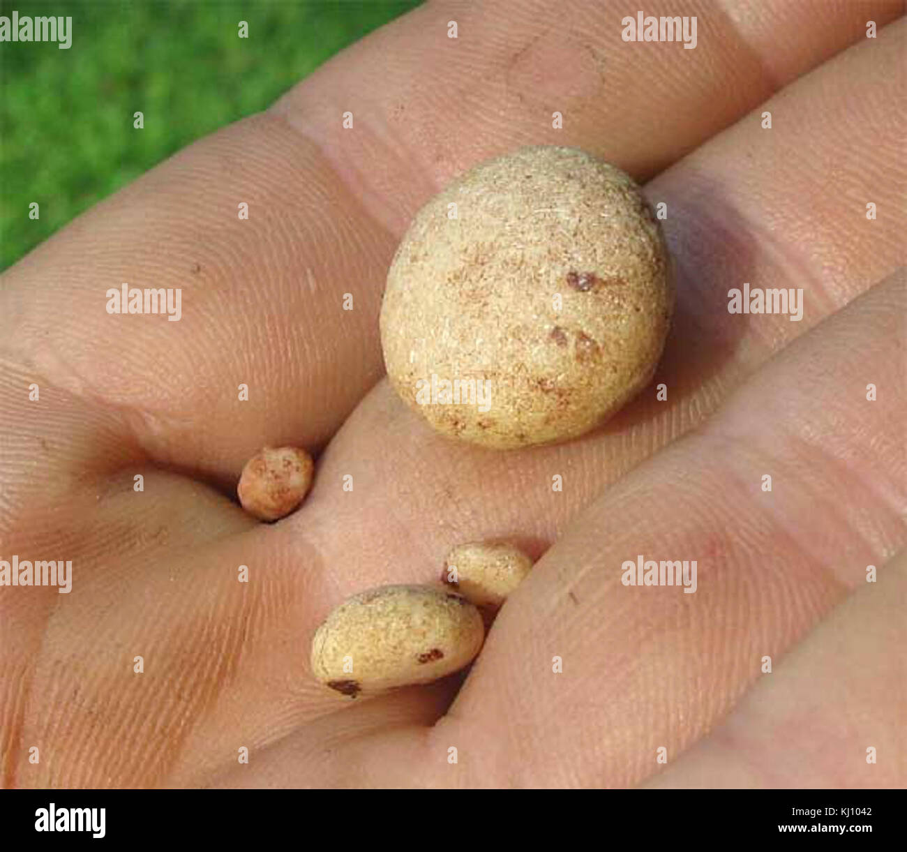 Kidney stones-dog Stock Photo