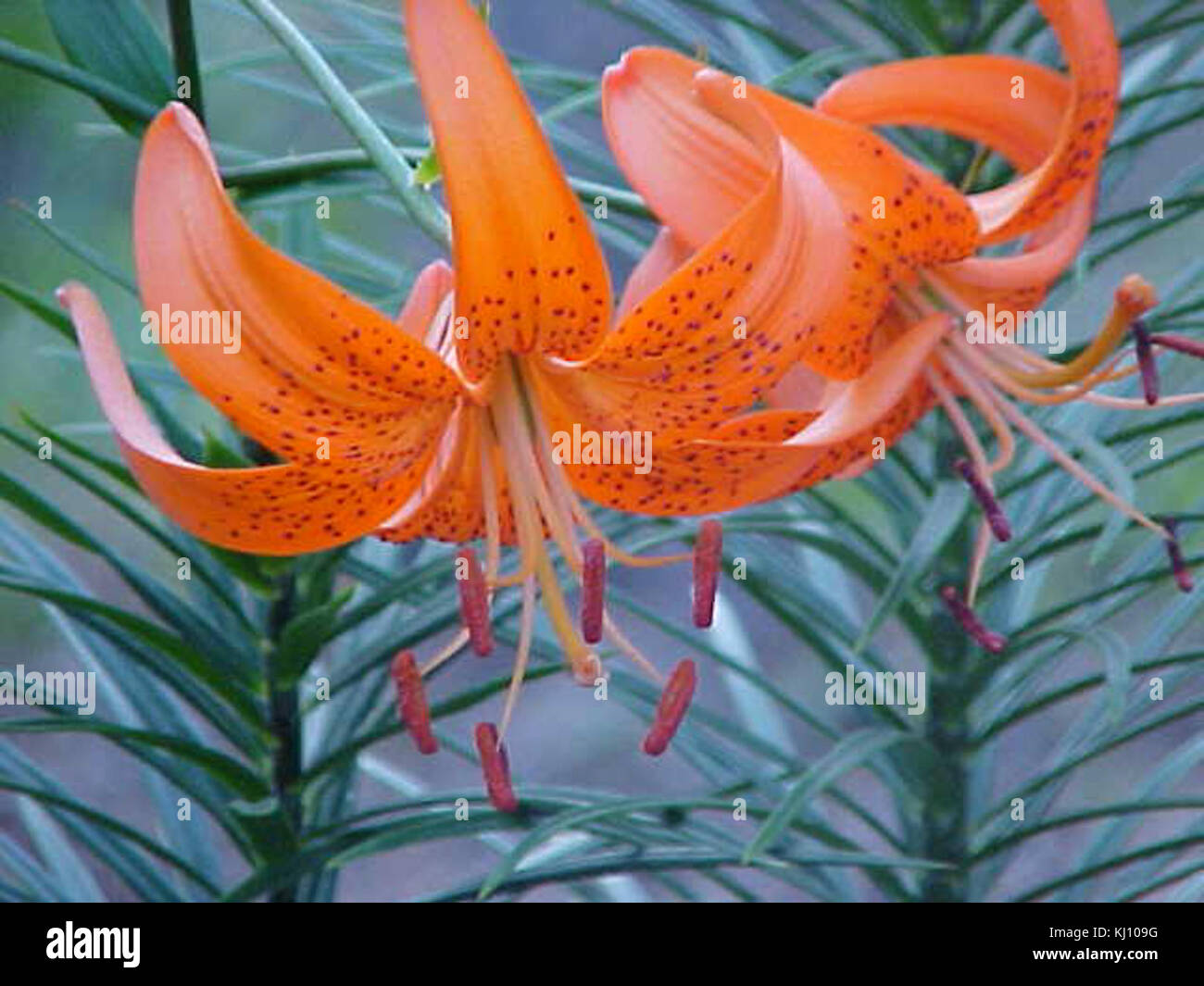 Lilium davidii 2 Stock Photo - Alamy