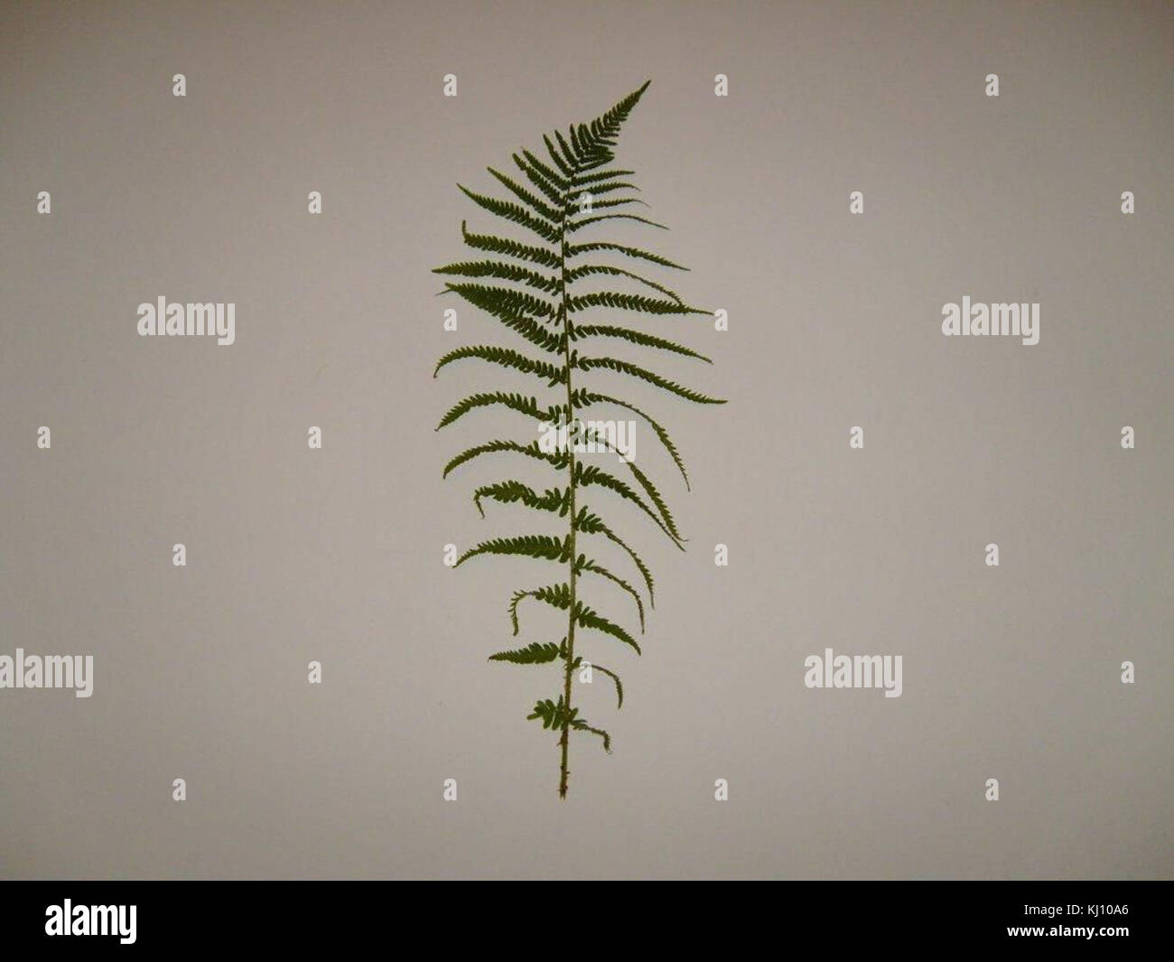 Ferns intricate structure hi-res stock photography and images - Alamy