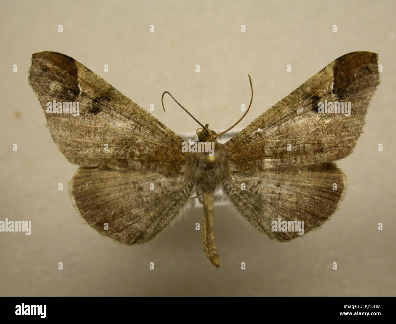 Macrosoma Insect Macrosoma hi-res stock photography and images - Alamy