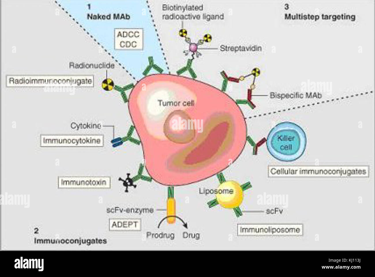 Monoclonal antibody therapy hi-res stock photography and images - Alamy