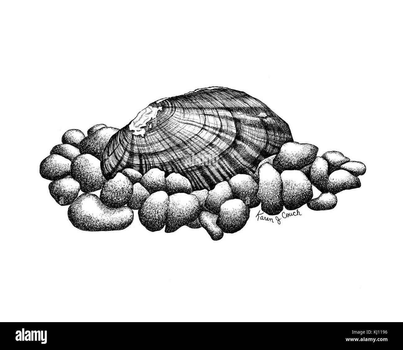 Line drawing of mussels Stock Photo Alamy