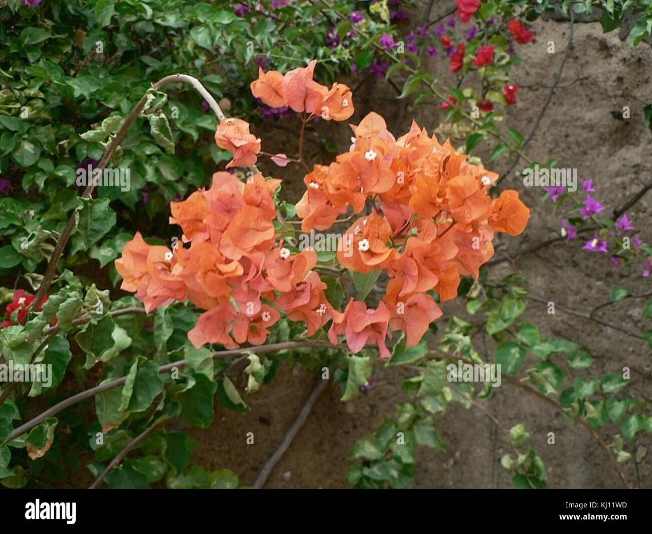 Orange colored flowers Stock Photo - Alamy