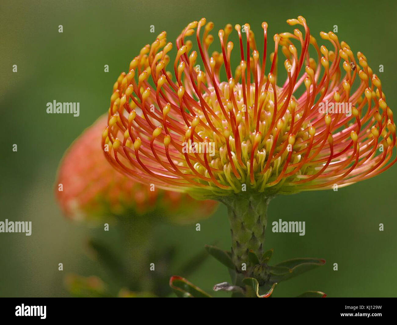 Pincushion protea flower Stock Photo Alamy