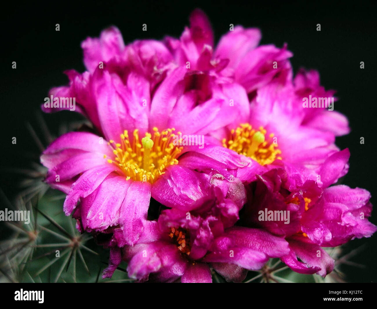 Typical studio portrait portraits hi-res stock photography and images ...