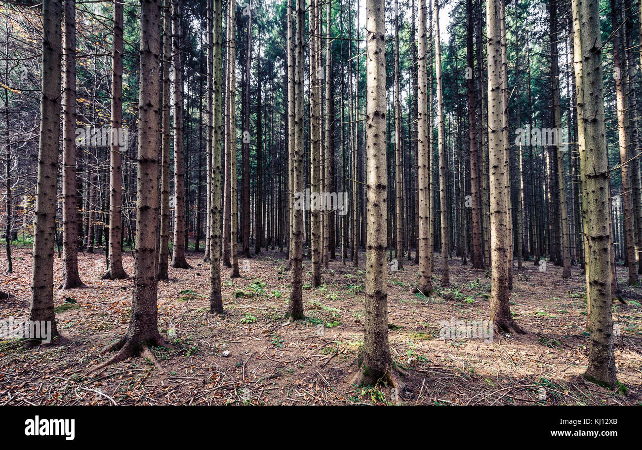Big pine trees woods or forest in Slovenia. Vertical tree trunks in lines  with deep forest view and sense of adventure and exploration Stock Photo -  Alamy
