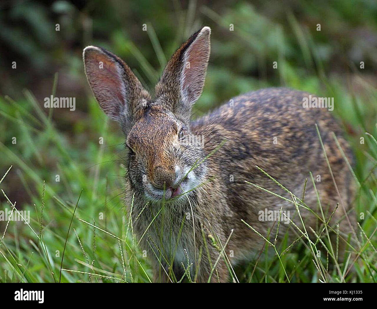 Rabbit in louisiana Stock Photo - Alamy
