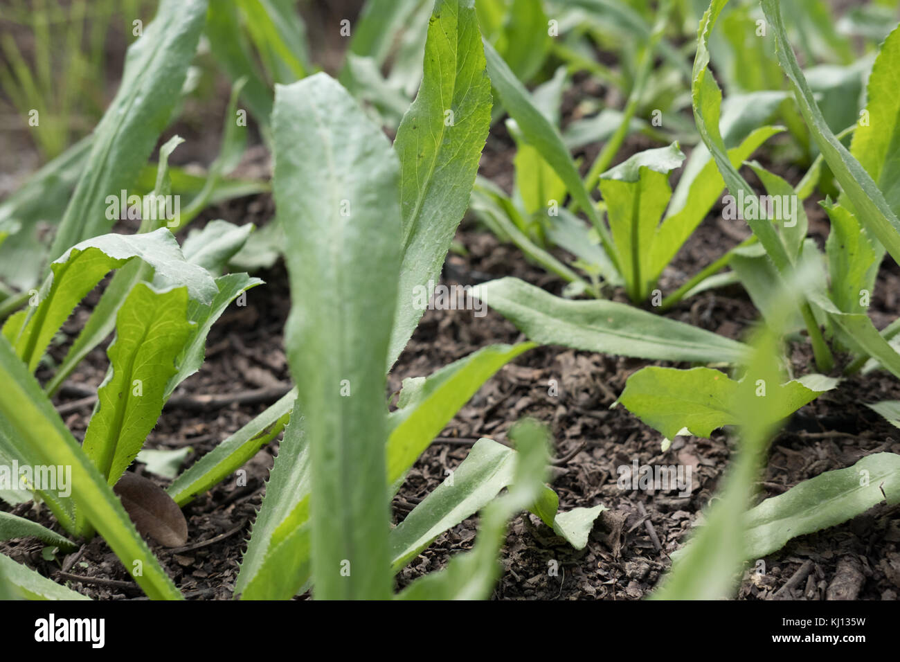 Fresh organic culantro, Sawtooth coriander, parsley growing on ground