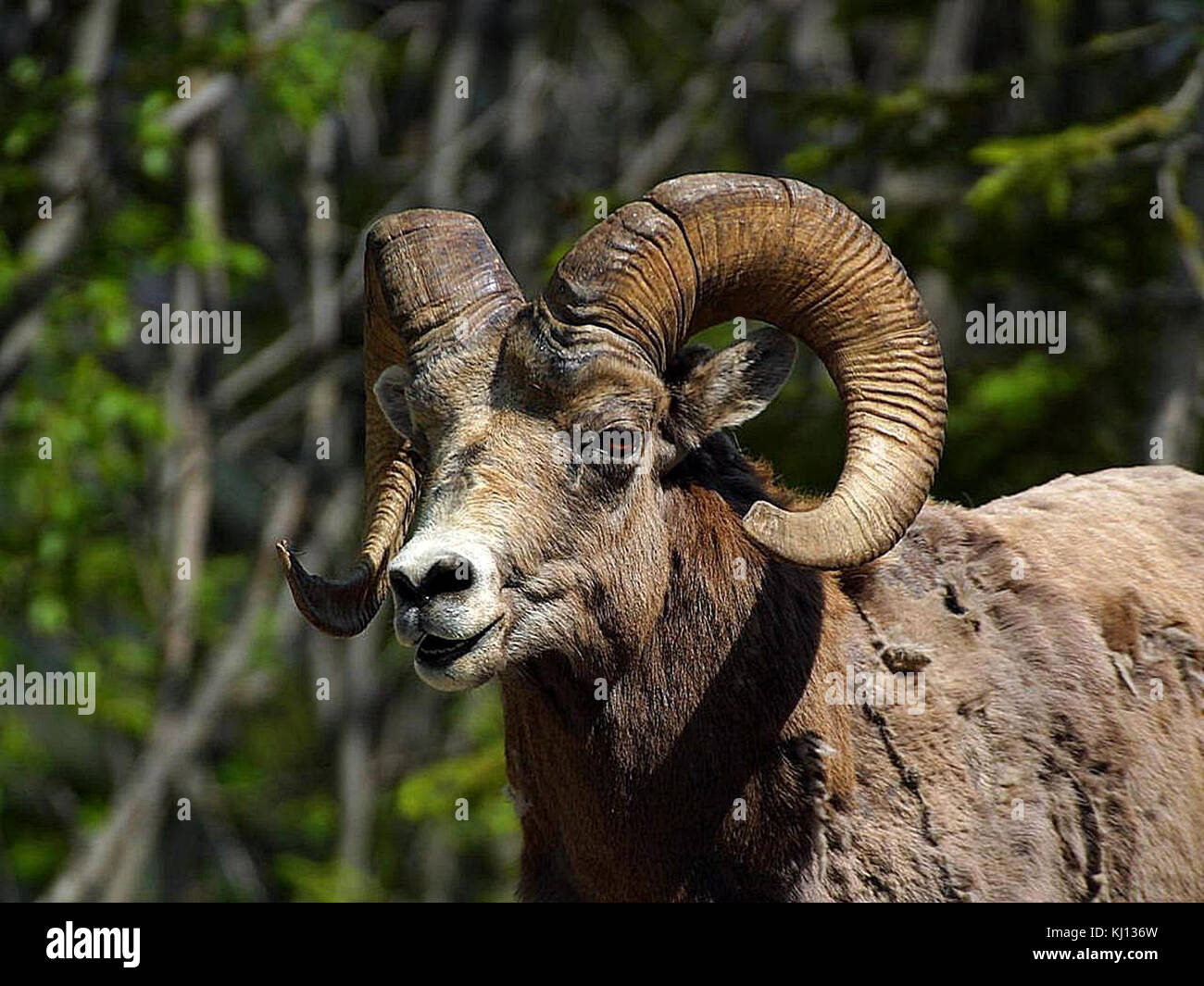 Rocky mountain bighorn sheep Stock Photo - Alamy
