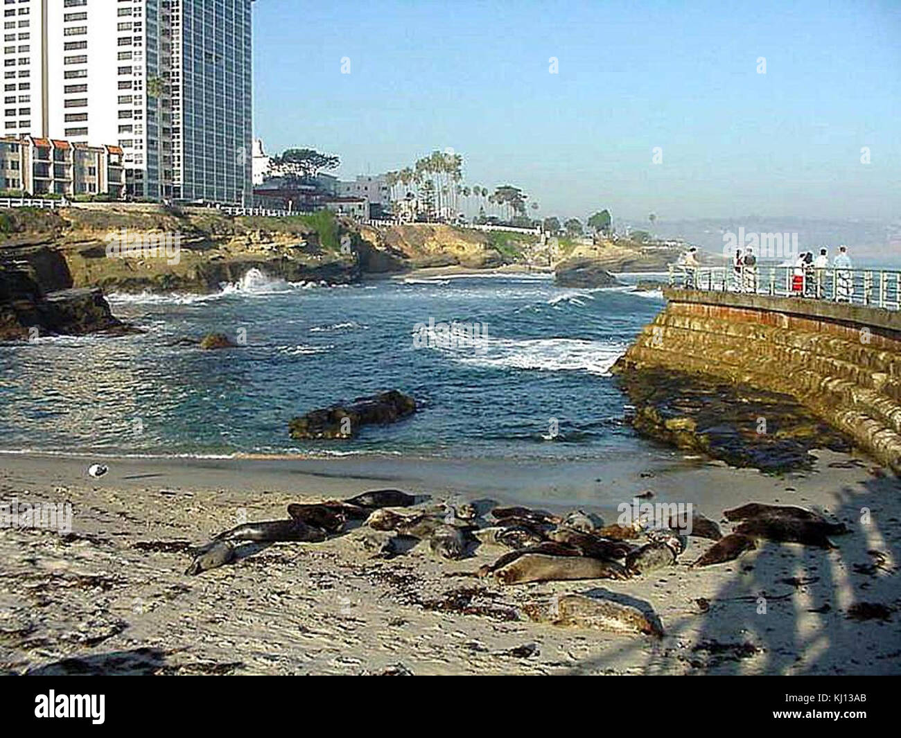 Seals on sand in la jolla cove Stock Photo Alamy