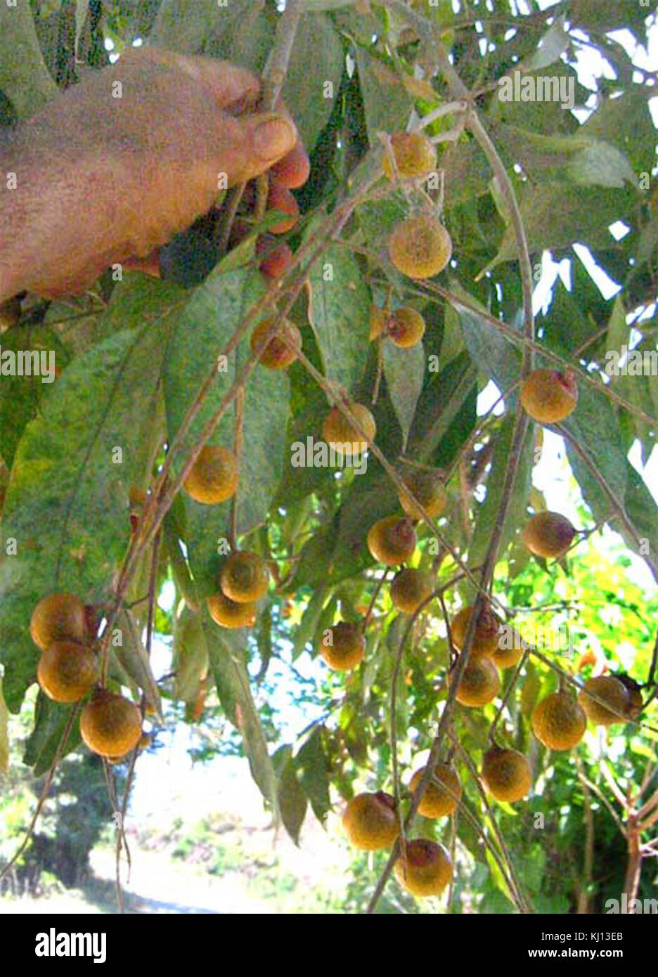 Sapindus saponaria-fruits-1 Stock Photo