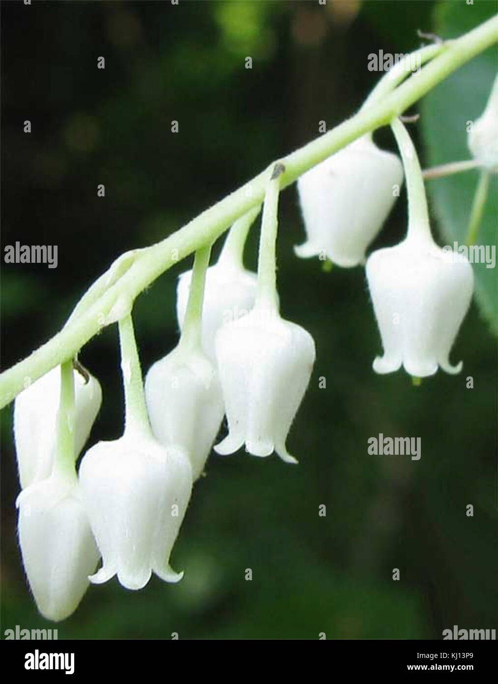 This close-up photo captures the delicate beauty of sourwood flowers, highlighting their white, clustered blooms and the unique structure of the blossoms. Stock Photo