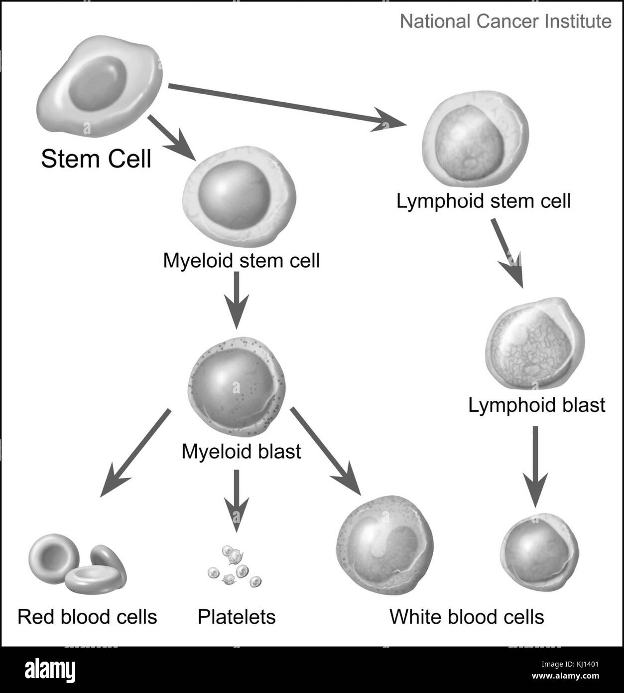 Stem cells maturing into blood cells and precursor cells Stock Photo